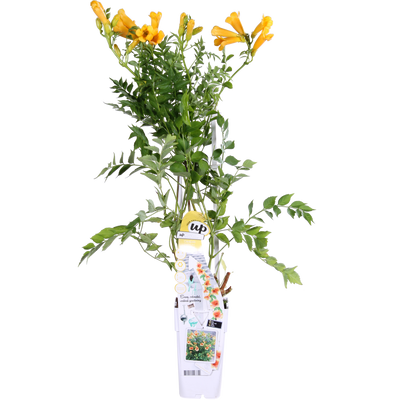 Campsis Summer Jazz 'Gold Trumpet' Gelb - Trompetenblume, 65cm