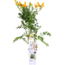 Campsis Summer Jazz 'Gold Trumpet' Gelb - Trompetenblume, 65cm Bild 1