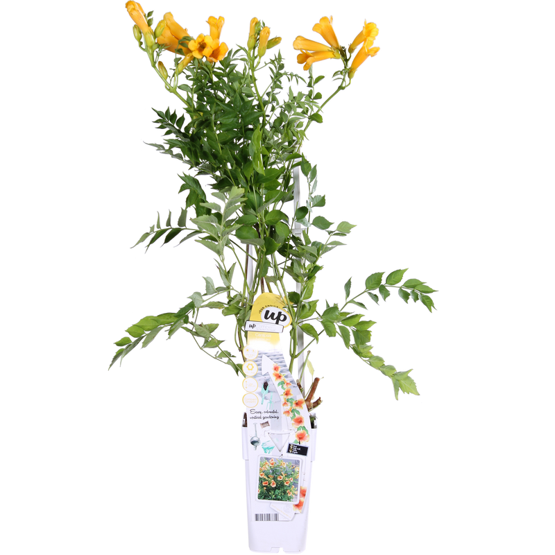 Campsis Summer Jazz 'Gold Trumpet' Gelb - Trompetenblume, 65cm