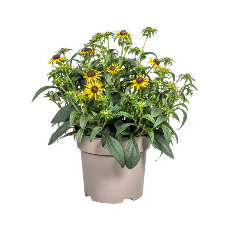 Rudbeckia Fulgida Little-Goldstar, Ø19cm Topf, 45-60cm Hoch