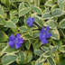 60x Vinca minor 'Blue and Gold' - ↕10-25cm - Ø9cm Bild 5