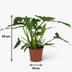 Philodendron Lacerum Houseplant: Easy Care, 65cm, 19cm Pot Bild 3