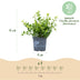 GreenboutiQ Buxus Hecke 'Babylon Beauty' - 16 Pflanzen für 2m Bild 3