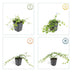 60x Kleines Immergrün (Vinca minor) - 10-25cm - Ø9cm Bild 4
