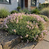 Green boutiQ - Perennials - Thymus praecox Minor - Creeping Thyme - Fragrant - Pink - 12 Plants - Pot 11cm - Height 15-25cm Bild 6