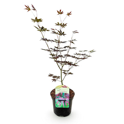 Japanischer Ahorn 'Trompenburg' - Dunkel Lila - 70cm