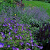 24x Geranium 'Johnson's Blue' Staude, 10-25cm, Ø9cm Bild 6