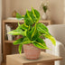 Philodendron Scandens Brasil: Easy-care Houseplant with Variegation Bild 3