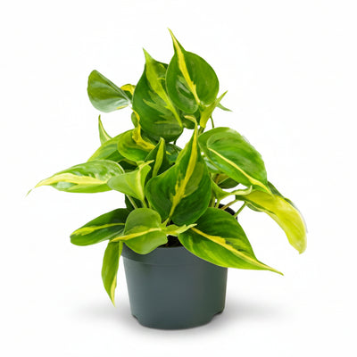 Philodendron Scandens Brasil: Pflegeleichte Zimmerpflanze mit Panaschierung