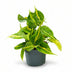 Philodendron Scandens Brasil: Easy-care Houseplant with Variegation Bild 1