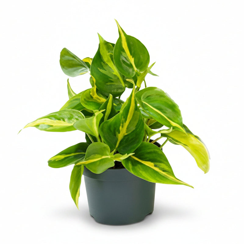 Philodendron Scandens Brasil: Easy-care Houseplant with Variegation