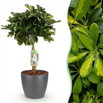 Schefflera Gold Capelle – pflegeleichte Zimmerpflanze im Topf, 70-81cm
