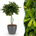 Schefflera Gold Capelle – easy-care potted houseplant, 70-81cm Bild 1