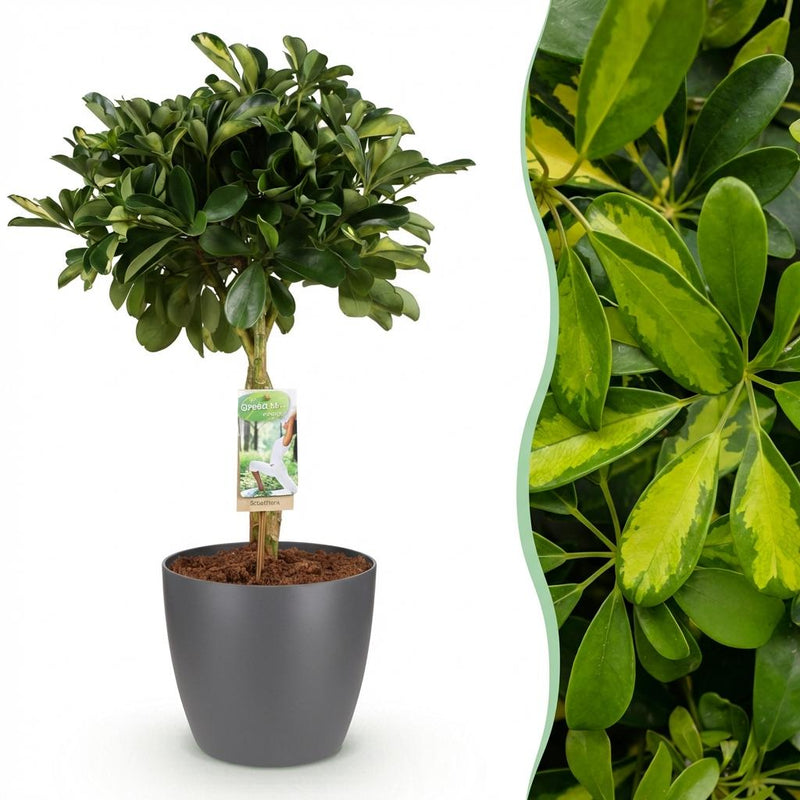 Schefflera Gold Capelle – easy-care potted houseplant, 70-81cm