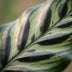 Calathea Makoyana - Peacock Plant, 70cm, 19cm Pot Bild 4