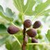 Ficus carica Little Miss Figgy: Feigenbaum Stamm Pflanze, 90cm Bild 5