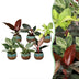 6x Baby Philodendron Mix: Weiß, Rosa, Gelb, Grün, Rot - Ø6cm Bild 1