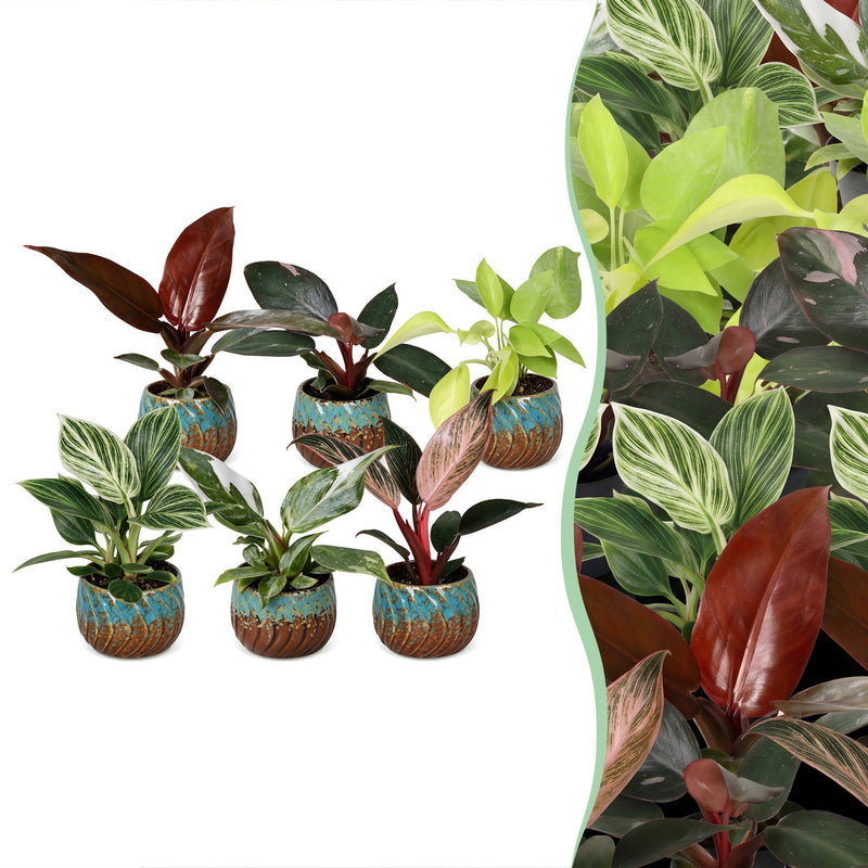6x Baby Philodendron Mix: Weiß, Rosa, Gelb, Grün, Rot - Ø6cm
