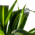 Dracaena Deremensis Hawaiian Sunshine Ø21cm | 90-110cm Höhe Bild 3