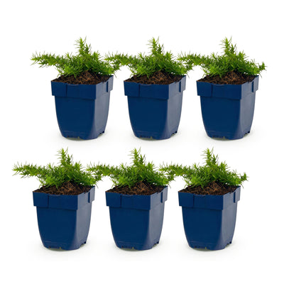 Green boutiQ - Perennial - Phlox Maischnee - Flame Flower - Ground Cover - White - 6 Plants - Pot 11cm - Height 15-25cm