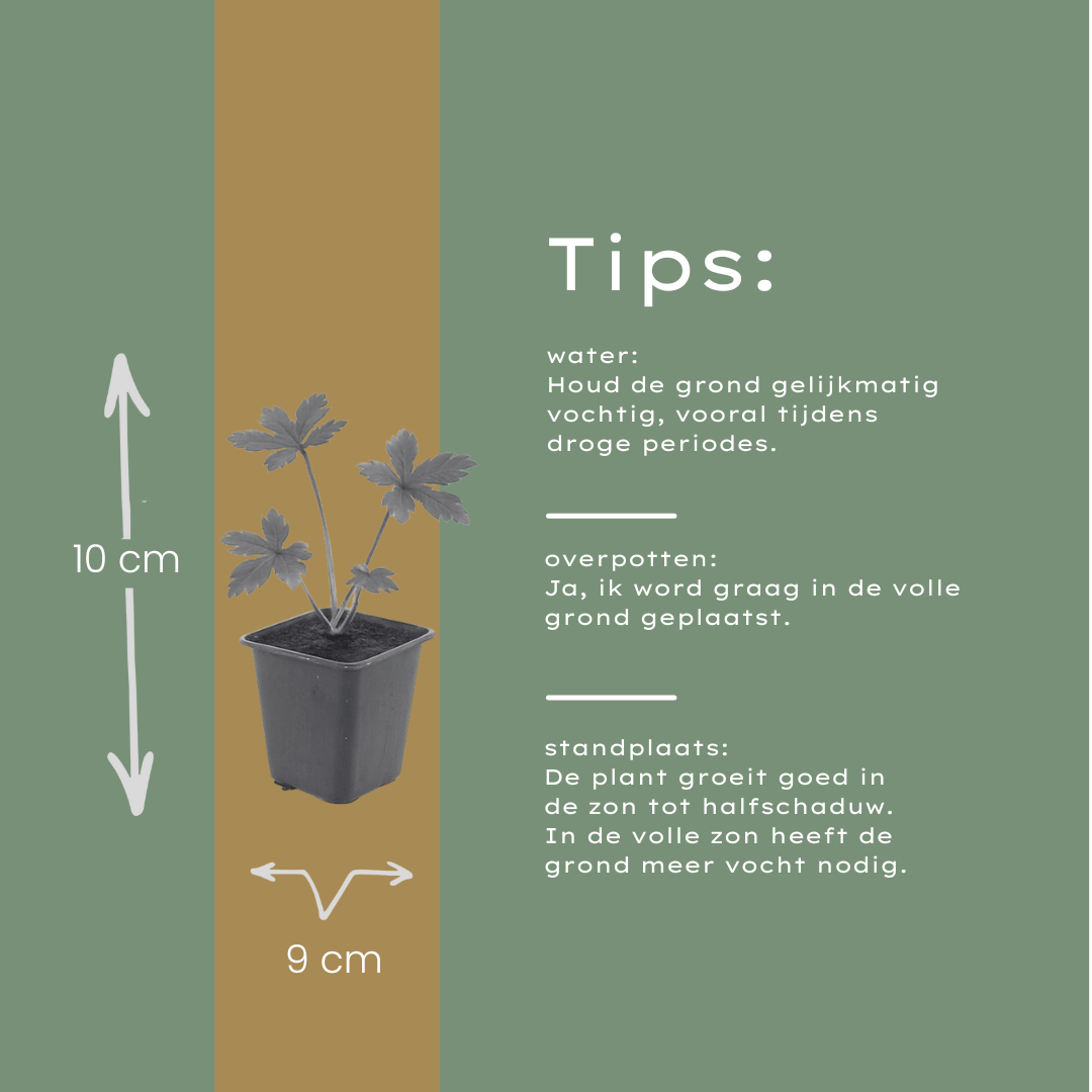 12x Astrantia major Sterndolde 10-25cm im 9cm Topf