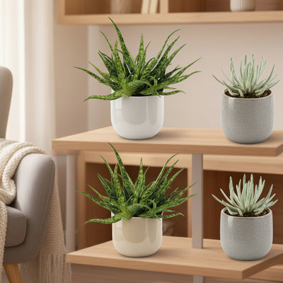 2x Aloe Spider & 2x Senecio Scaposus - Sukkulenten-Set Ø10,5 cm