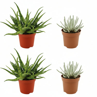 2x Aloe Spider & 2x Senecio Scaposus - Sukkulenten-Set Ø10,5 cm