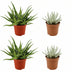 2x Aloe Spider & 2x Senecio Scaposus - Sukkulenten-Set Ø10,5 cm Bild 1
