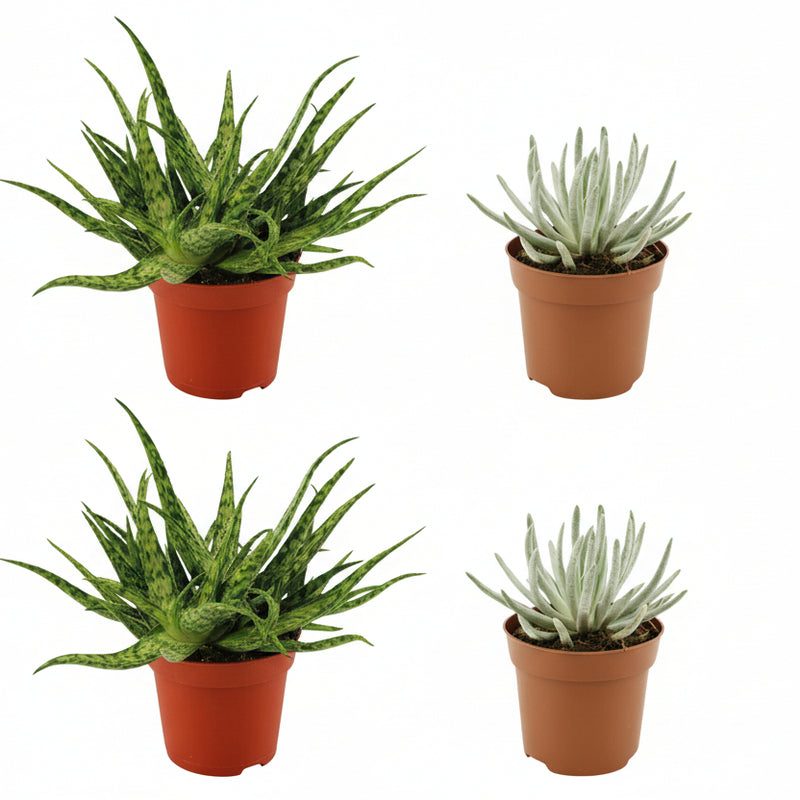 2x Aloe Spider & 2x Senecio Scaposus - Sukkulenten-Set Ø10,5 cm