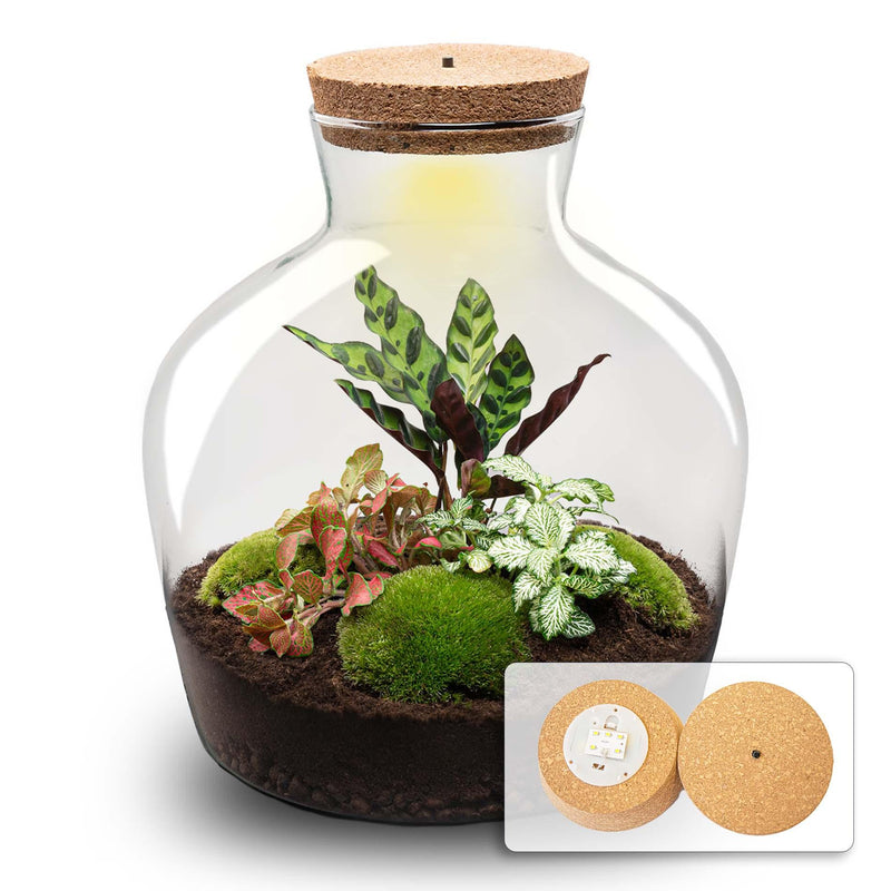 Bottle Garden DIY Kit: Fat Joe Red - 30cm height, no tools required