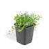 6x Isotoma fluviatilis 'Blauer Sternteppich' Bodendecker 10-25cm Ø9cm Bild 2