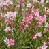 Green boutiQ - Perennials - Gaura lindh. Florgauros - Beeblossom - Bee and Butterfly Magnets - Pink - 6 Plants - 11cm Pot - 15-25cm Height Bild 5
