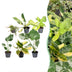 Baby Tropical Mix: 6 exotische Zimmerpflanzen im Ø6cm Topf Bild 1