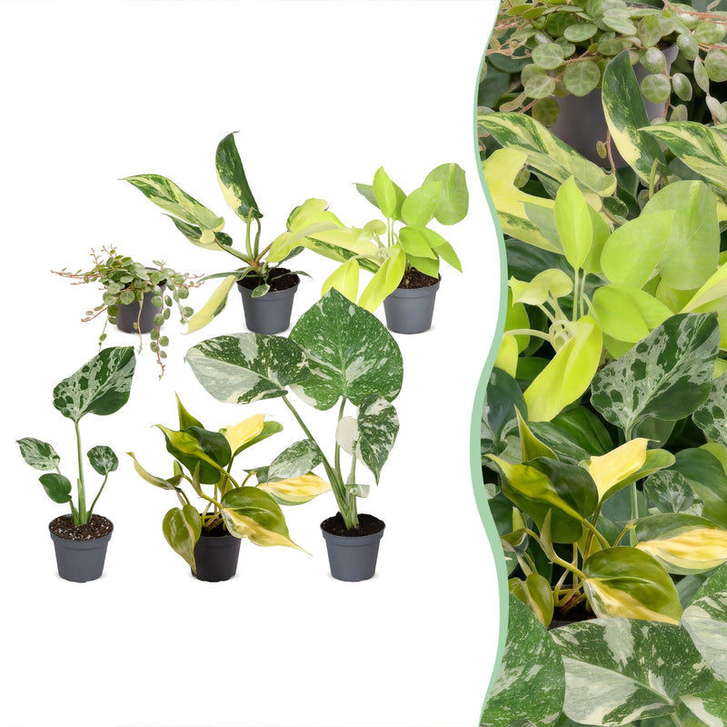 Baby Tropical Mix: 6 exotische Zimmerpflanzen im Ø6cm Topf