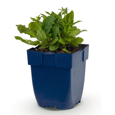 Green boutiQ - Perennial - Salvia nem. 'Schneehügel' - Sage - Bee and butterfly magnet - White - 1 plant - Pot 11cm - Height 15-25cm