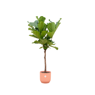 Ficus Lyrata Geigenfeige mit Elho Topf - 150 cm