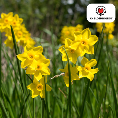 Baby Boomer daffodil 25 pieces