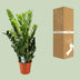 Zamioculcas Zamiifolia | 95cm hoch | 21cm Topf Bild 4