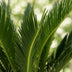 Green boutiQ - Zimmerpflanze - Cycas revoluta - Palmfarn - Wenig Pflege - Grün - 1 - Topf 17cm - Höhe 70cm Bild 4