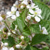 Dornenlose Brombeere 'Black Satin' - Ø13cm - ↕45cm Bild 6