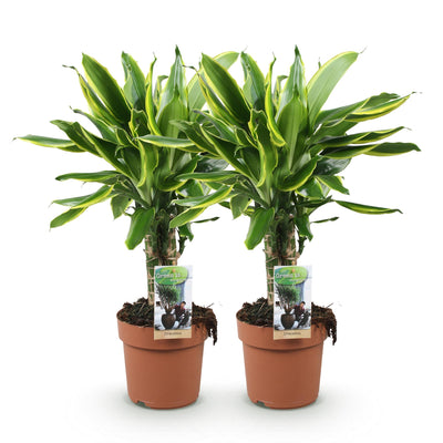 Dracaena fragrans Golden Coast - 2x Drachenbaum, Topf 17cm, 50-55cm