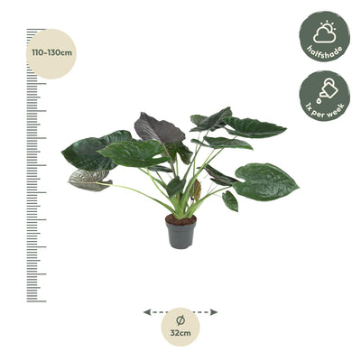Alocasia Wentii 'Pfeilblatt' - Exotische Zimmerpflanze 120cm