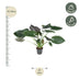 Alocasia Wentii 'Pfeilblatt' - Exotische Zimmerpflanze 120cm Bild 2