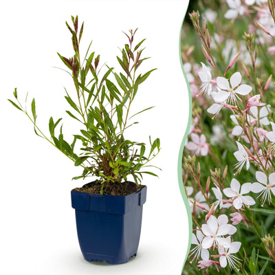 Green boutiQ - Staude - Gaura lindh. Whirling Butterflies - Prachtkerze - Bienen- und Schmetterlingsmagneten - Weiß - 24 Pflanzen - Topf 11cm - Höhe 15-25cm