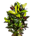 Codiaeum 'Croton' Iceton mit Korb Ø21cm - ↕60 - 80cm Bild 3