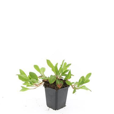 48x Persicaria aff. 'Darjeeling Red' Staude - 10-25cm, Ø9cm