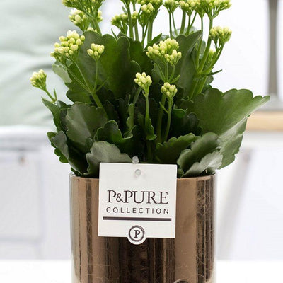 Kalanchoe White in Goldbronze Keramiktopf, Ø 12 cm