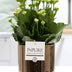 Kalanchoe White in Goldbronze Keramiktopf, Ø 12 cm Bild 2