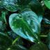 Alocasia Cucullata: Exotische Grünpflanze mit grauem Topf Bild 5