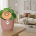 Pilea Peperomioides 'Muttertag' 12cm Topf, ELHO Vibes Fold 14cm Rosa Bild 3